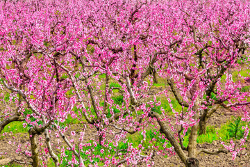 Flowering peach tree orchard, peach tree