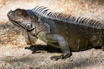 Fototapeta premium Costa-Rica - Iguane