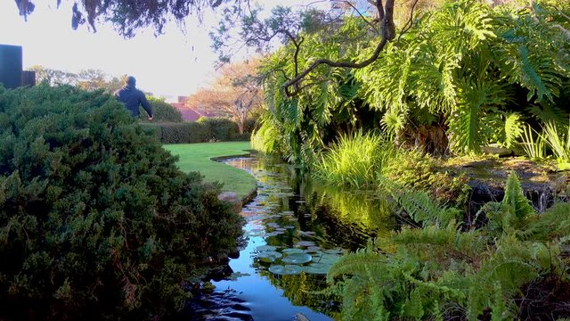 Man walks by a pond in a serne park