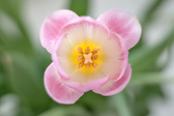 Fototapeta na wymiar Beautiful pattern of pistils and stamens inside the head of a gently pink tulip flower on a blurred background. Soft focus. Geometry in nature.
