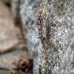 Long-tail lizard warms up on a vertical rock