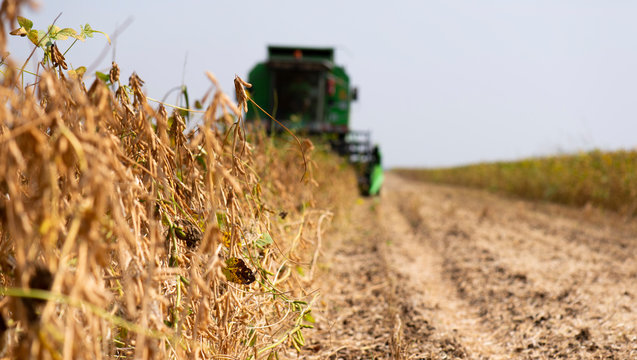 Harvesting Of Soybean Field With Combine