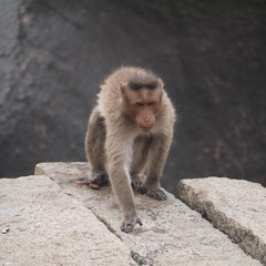 Sad Bonnet macaque