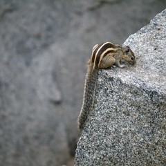 Indian palm squirrel on the rock