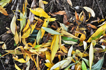 Autumn leaves on grass of the Park.
