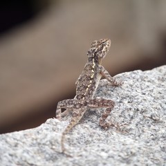 Long-tail lizard on a rock