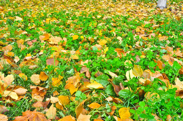 Autumn leaves on grass of the Park.