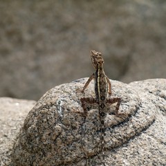Long-tail lizard warms up on a ancient rock