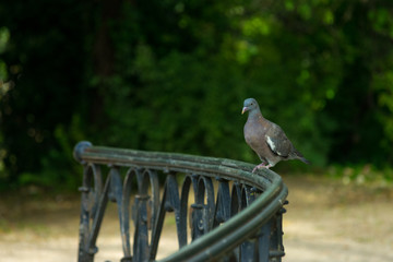 dove perched on bridge railing in park