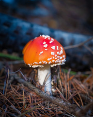 Red fly agaric toadstool in the forest, with bicycle wheel/tyre in background