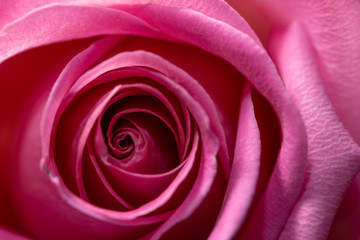 Background: pink rose flower macro