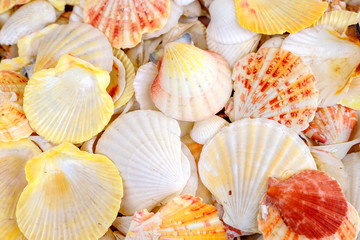 collection of different seashell background