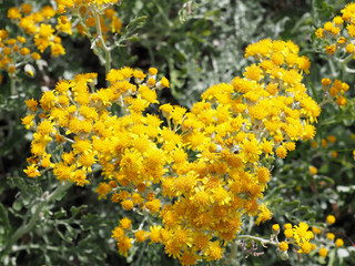 Tanacetum background, tansies close-up, Asteraceae. Carpet of green and silver white foliage topped with yellow blooms