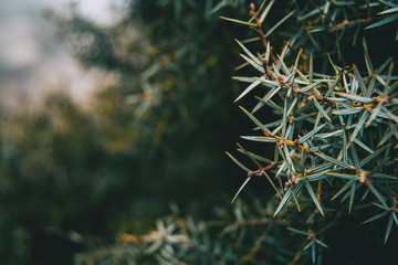 Close-up of leaves of juniperus oxycedrus