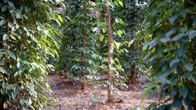 Black pepper plants sway in the wind on organic pepper farm Kampot, Cambodia. On the plantation, wooden stakes serve as tree trunks the vine needs to climb, a dried plants shed defends leaves from sun