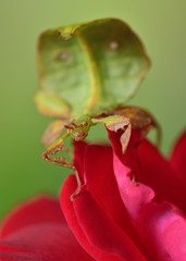 Phyllium mabantai extreme insect macro