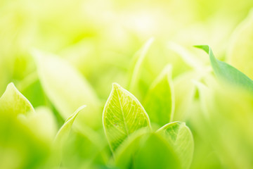 Green leaf in the morning with sunlight at garden ,natrural green plants. Image use for background concept.