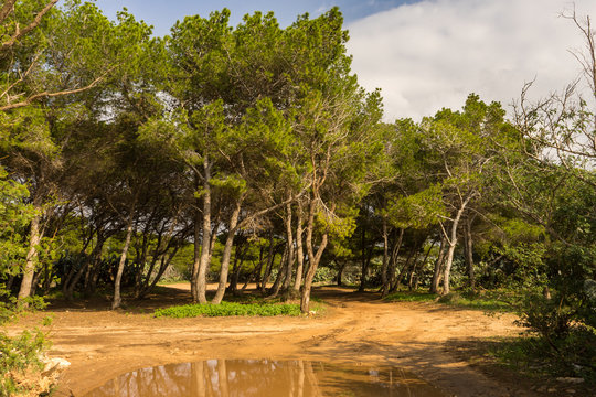Foret comme une savane