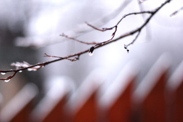 Tree brunches covered with snow on a winter evening