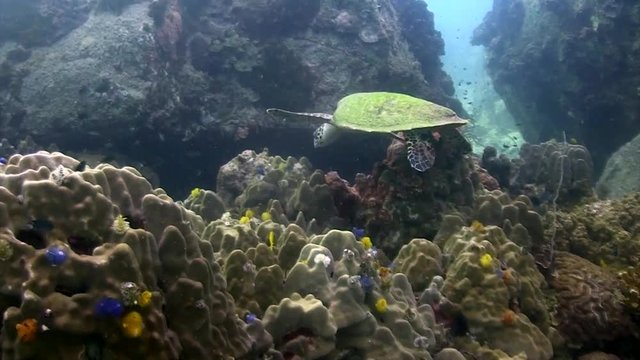 Hawksbill turtle 4