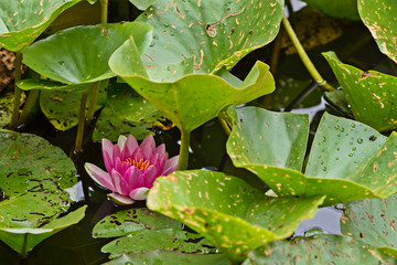Nymphaea, green leaves of an aquatic plant attacked by a beetle of Galerucella nymphaea
