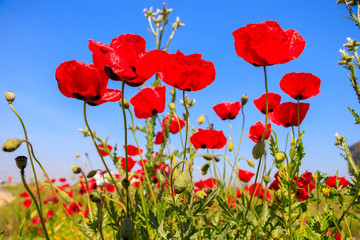 Naklejka premium Pole z makami pod niebieskim niebem