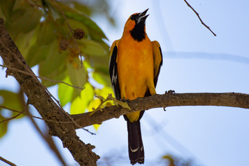 Costa-Rica - Oiseau Oriole Orange
