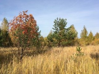 tree in autumn