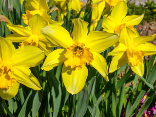 Garden flower Narcissus, blooms in spring