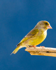 Greenfinch sitting on blue background 