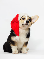 New Year's puppy in a Christmas hat