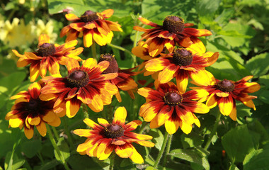 Rudbeckia