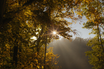 Sonnenstrahlen durchdringen den farbigen morgendlichen Herbstwald