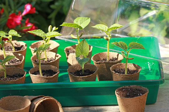 Semis de haricots dans des pots en tourbe