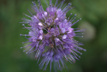 lila Blume mit Tau auf der Blüte