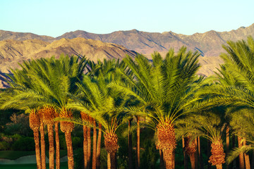 Palm Trees and the San Jacinto Mountains in Indian Wells, California