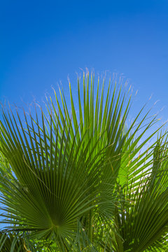 Palm leaves with blue sky