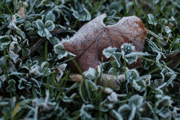 Frozen Leaf