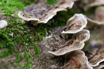 champignons sur un tronc d'arbre en automne