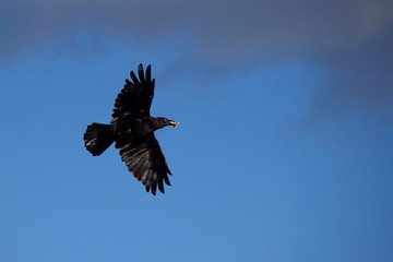 Crow in flight with food in beak