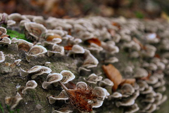 champignons sur un tronc d'arbre en automne