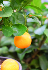 Room Mandarin fruit on the branch, close-up photography.