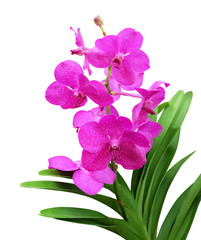 Bright pink Vanda orchid isolated on white background with clipping path.