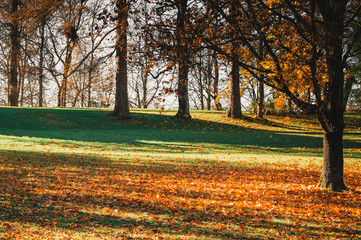 Beautiful view of autumn park