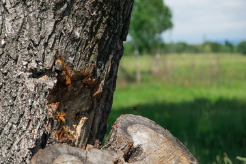 Obraz premium hornet and tree