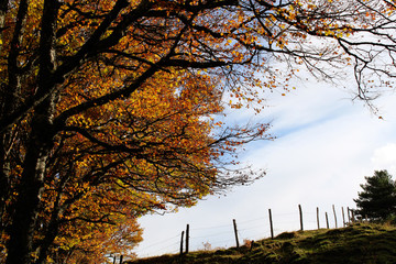 Arbres roux en automne, Cantal, France