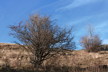Paysage du cantal en automne, France