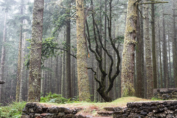 Madeira. High mountain. Relic forest.