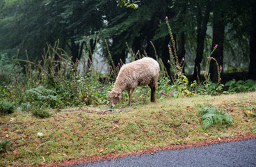 Sheep in the rain on the background of wet grass. Blurred.