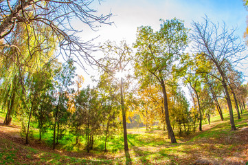 Obraz premium Autumn park and the sun's rays make their way through the trees